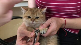Mèo Anh lông ngắn Golden được cắt móng tay lần đầu trong đời | Cute cat