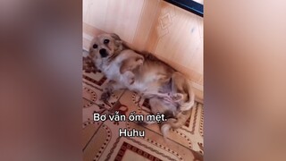 Cả nhà có thương Bơ ko ạ? cunyeucuadua yeucho yeuchomeo cún cúncon chó chómèo chócon chókhôn yeuchomeo chócute pet dog dogsoftiktok