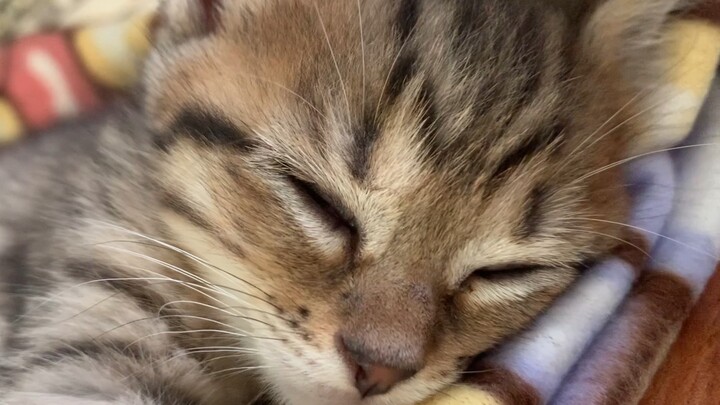 Từ một chú cáo nhỏ tinh nghịch đã biến thành một chiếc thảm mèo lớn～