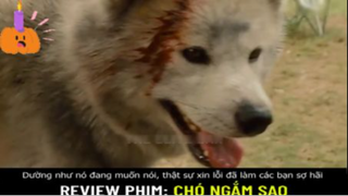 Với mỗi chú chó, chủ nhân chính là cả thế giới trong mắt nó...- Chó ngắm sao - Part 3 #reviewphim