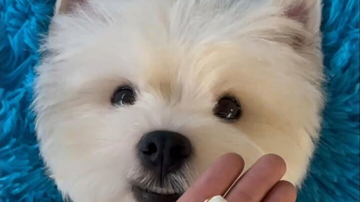 Xiaobai's Birthday SPA