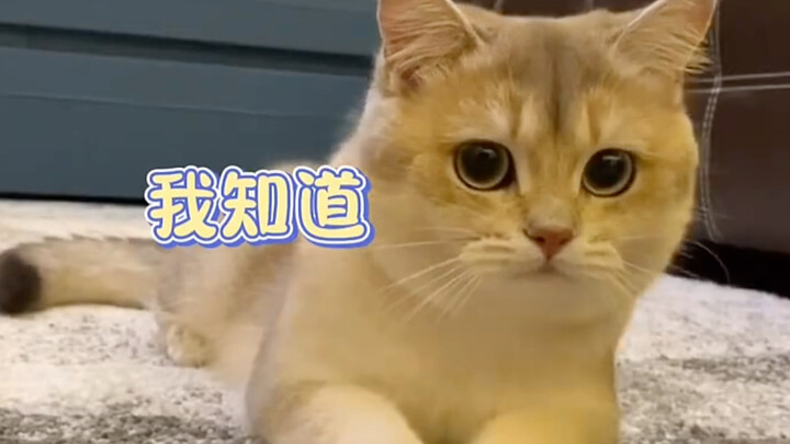 Một chú mèo ngày càng giống chó