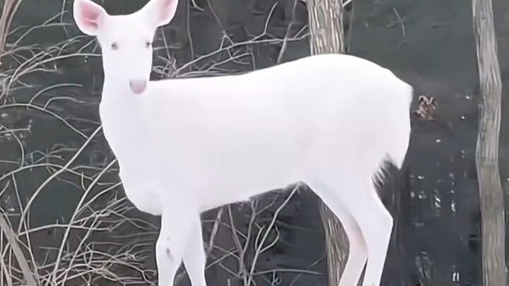 Which of these adorable animals would you most want to pet?