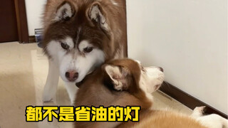 So what if the little dog has appearance anxiety? So what if it's mischievous and naughty? As long a