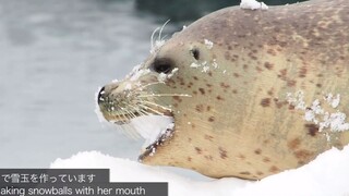 小海豹！ 用嘴捏雪球！然后弹射出去！