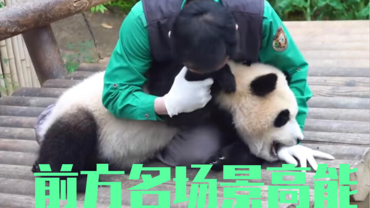 Dad Song’s Massive Cat-Adoring Moment—Pure Love Everywhere