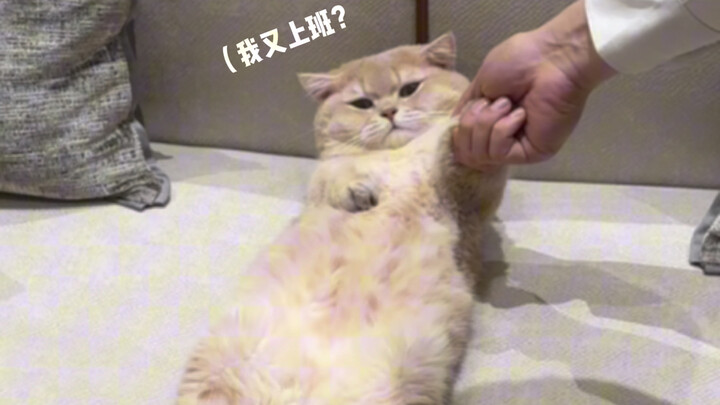 الولادة الجديدة: أنا حارس أمن في بولي