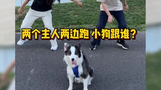 Two moms running left and right—how should a Border Collie handle this?