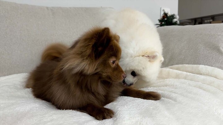 When the pampered little pup finally gets a little sister…