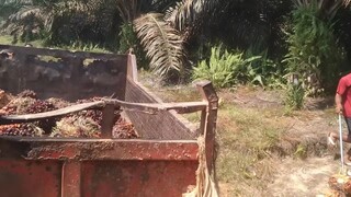 Pasukan berduri