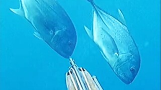 潜水一天，收入为负数！