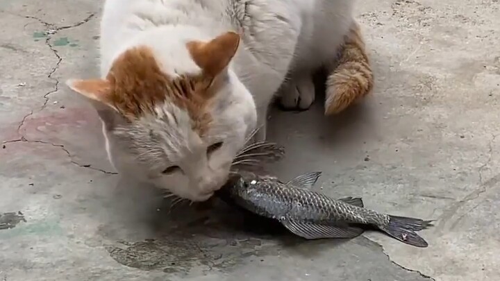 Mèo con ăn cá