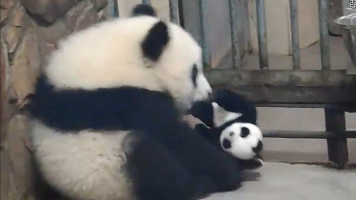Mới tí tuổi đã mồ côi mẹ, ôm búp bê nép mình nơi góc nhà, gấu trúc Fu Duoduo ngoan ngoãn đến mức khi