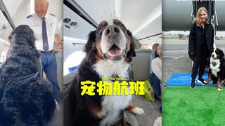 专为大型犬只准备的Bark Air✈️