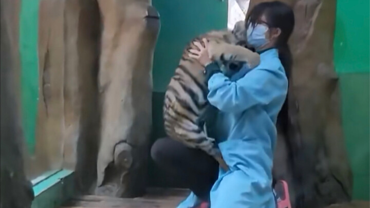 ลูกเสือตัวน้อยที่จางหลง กว่างโจว จะยอมรับพี่เลี้ยงสาวสวยคนนี้ไปตลอดชีวิตเลยหรือเปล่า