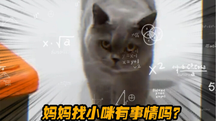 Kucing sekarang lebih pintar dariku.