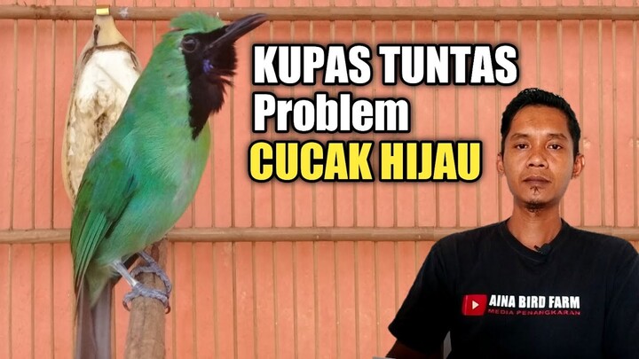Berbagai macam masalah cucak ijo dan solusinya