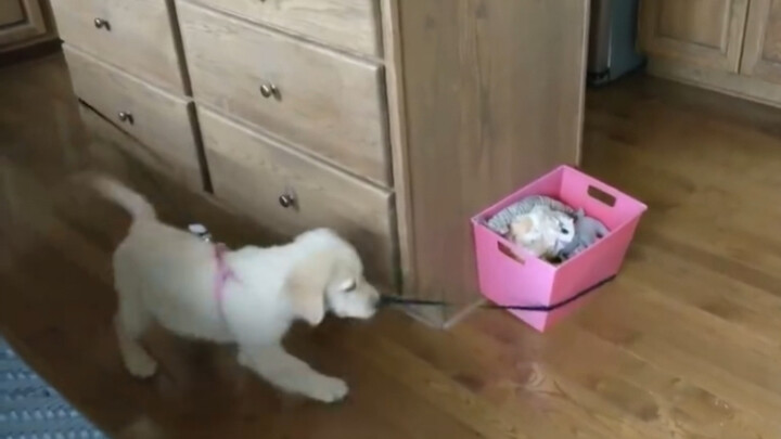 狗狗牌永动机出现了