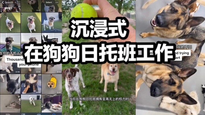 Ingin tahu seperti apa rasanya bekerja di tempat penitipan anjing? Ayo merasakan secara mendalam sud