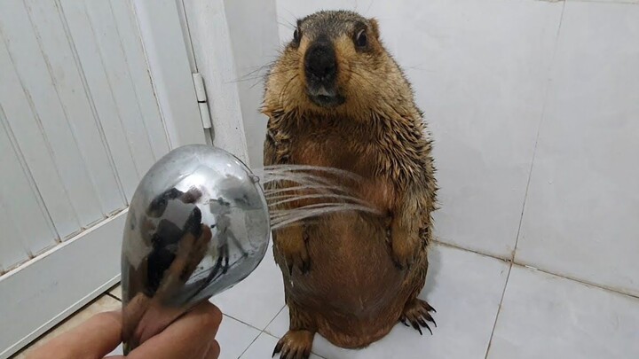 Groundhog taking a bath standing up