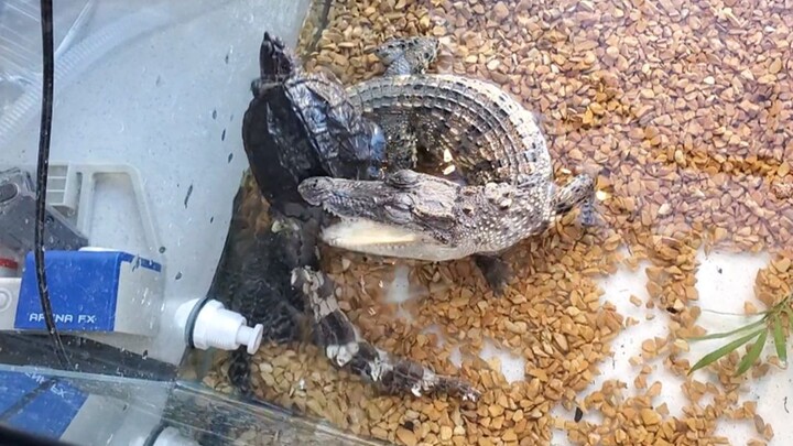 Bể nuôi cá sấu vừa thêm một thành viên mới, đó là rùa cá sấu! Không biết hai con ở chung có đánh nha