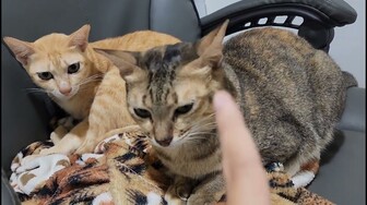 Gặp mèo Trắng đến thăm Triều Đại Khế Thúi