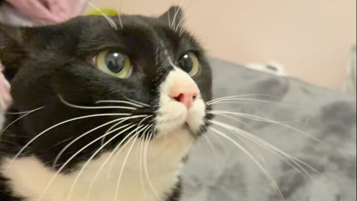 เมื่อฉันจงใจล้วงเป้ากางเกงของแมวคาว