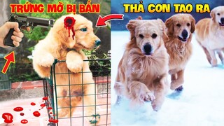 Thú Cưng Vlog | Trứng Bạc Và Trứng Vàng #22 | Chó gâu đần thông minh vui nhộn | Funny pets smart dog