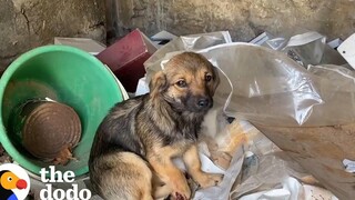 หนุ่มช่วยลูกสุนัขจรจัดและกลับมาพบกับพี่น้องของเธออีกครั้ง โดโด้