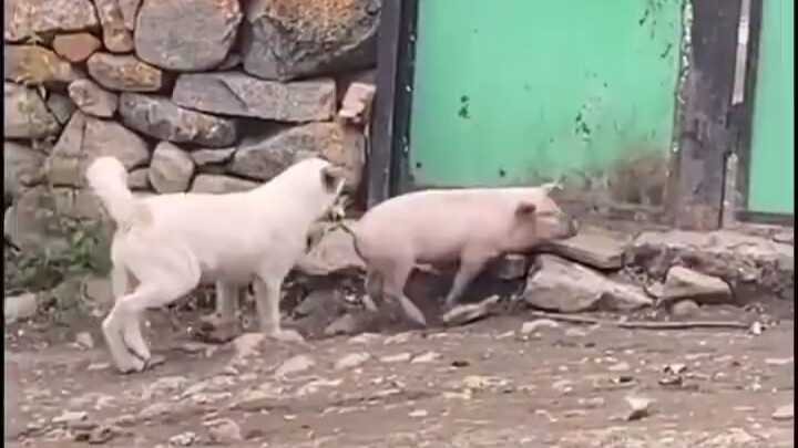Dog's silly behavior