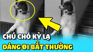 💥Chú chó ĐI BẰNG 2 CHÂN một cách KỲ LẠ lúc nửa đêm khiến chủ nhân SỢ HÃI  | TIN GIẢI TRÍ