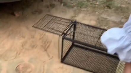 แมวขาวเป็นแมวจรจัดที่มีสถานะต่ำที่สุดในหมู่แมวจรจัด แต่ก็ทำให้คนสงสารที่สุดเช่นกัน... #เรื่องราวของฉ