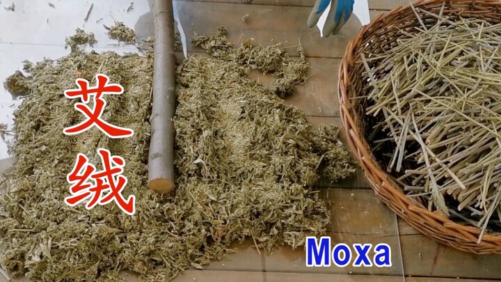 Watch the elderly lady make her own moxa wool—don’t throw away the mugwort you’ve grown; it’s incred