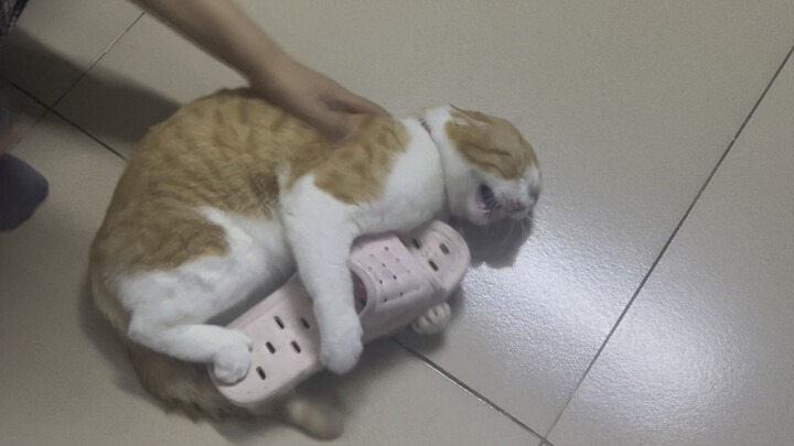 "Cat Abuse" Caution