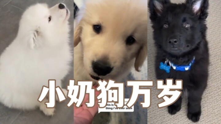 The cutest video in history has been born!