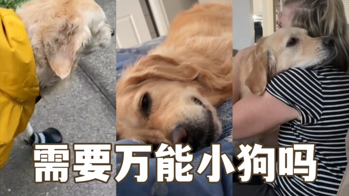 Barang-barang yang tidak lagi dibutuhkan setelah memelihara anjing
