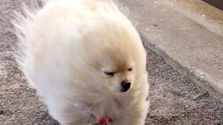 Animal Edition! The “Can’t Go a Day Without Watching” Series #21