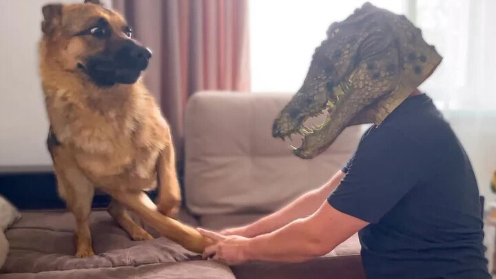 Anjing Gembala Jerman yang Dikerjai dengan Topeng Buaya