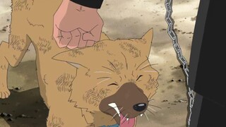 【魔女嘉尔】豆瓣8.7高分神作！它是一只死掉后最让人痛心流泪的大狗，被虐后仍一心念着主人...........2007年获奖无数的日本动画电影 《河童之夏》