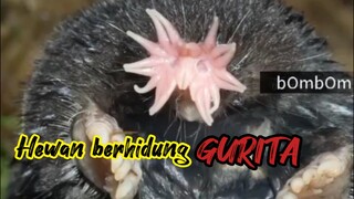 HEWAN UNIK YANG MEMILIKI HIDUNG SEPERTI GURITA