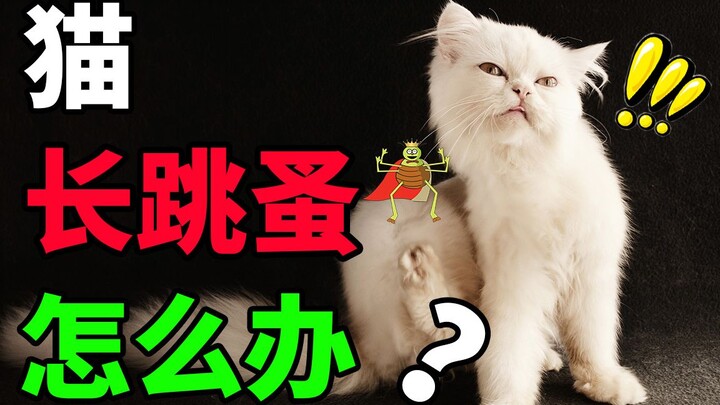 Do cats get fleas? How do you deworm a cat?
