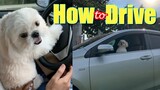 Teaching My Dog How To Drive ( Cute & Funny Shih Tzu Dog Video)