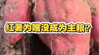 เหตุใดมันเทศจึงไม่กลายมาเป็นอาหารหลัก?
