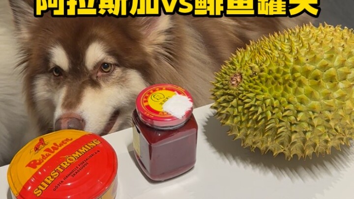 Duoduo: Pickled herring? Wang Zhihe fermented bean curd? Guess which one I chose.