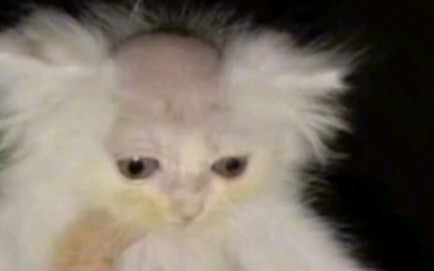 Mèo con: Đây là một câu chuyện buồn～