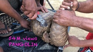 Woow!!!🫀🐲🇱🇰Indian pangolin 54M trengalin.❤️subscribe🙏🙏🙏🙏🙏🙏🙏🙏