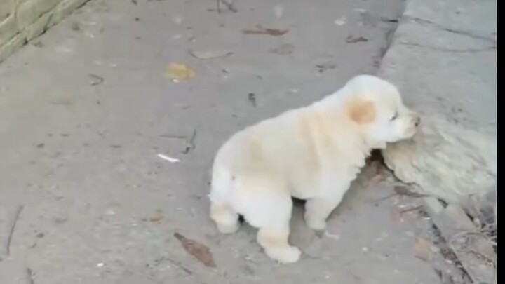 Working in the orchard, but the little dog insists on coming along!