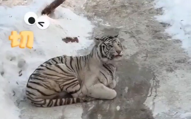 نادى سائح النمر الشمالي الشرقي بـ“مي مي”، فتغيّرت تعابير النمر بشكل لافت. قال أحد المستخدمين: “بعد أ