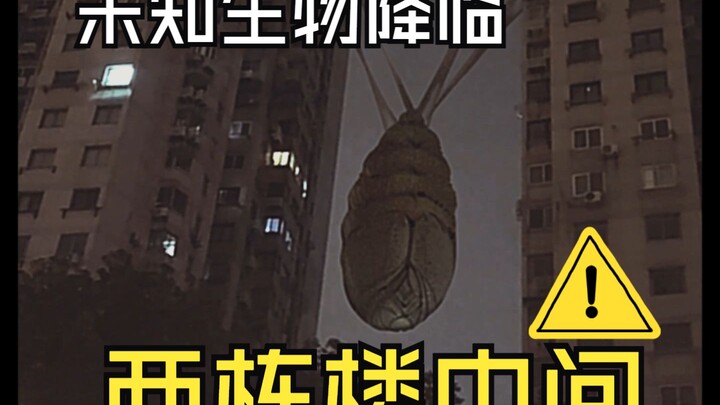 大楼间有一只巨型的茧，似乎只有我能看见，她一动一动的，似乎就要出来了
