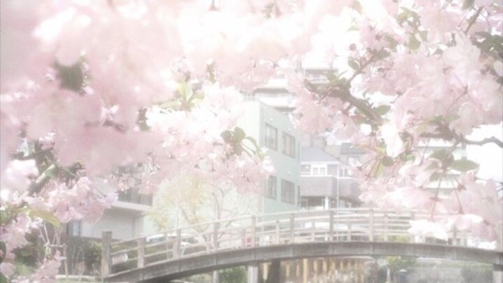 🌸